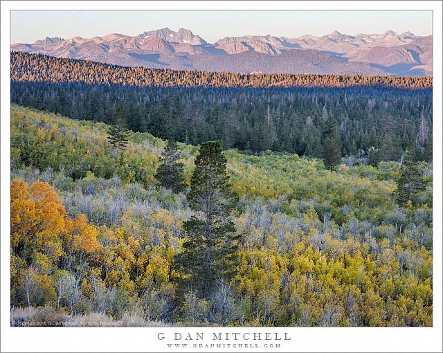 Early Aspens, Sierra Dawn