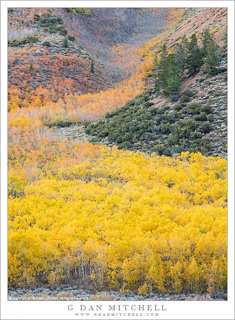 Curving Aspen Grove