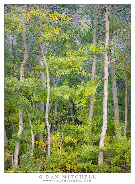 Early Aspen Color