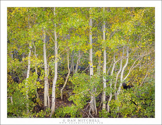 Early Autumn Aspen Grove