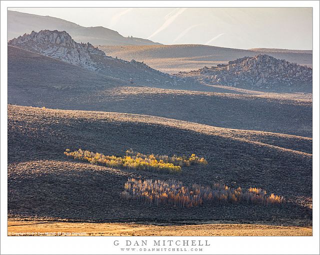 Eastern Sierra Foothills, Autumn Aspens