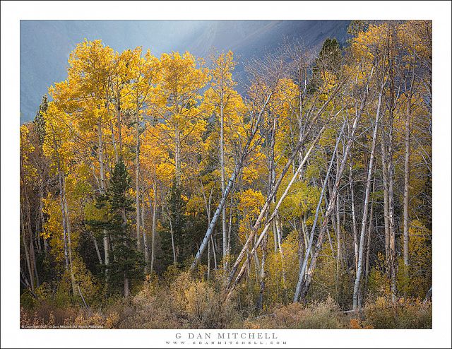 Fallen Aspens, Canyon Light