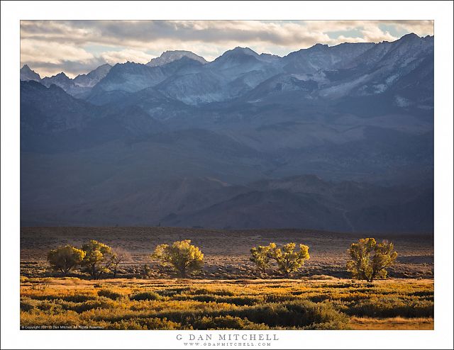 Four Trees, Owens Valley And The Sierra