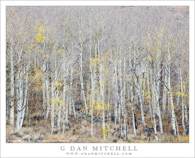 Grove of Bare Aspen Trees