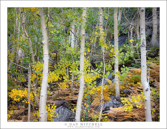 Grove Of Small Aspens