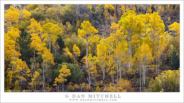 Hillside Aspen Color