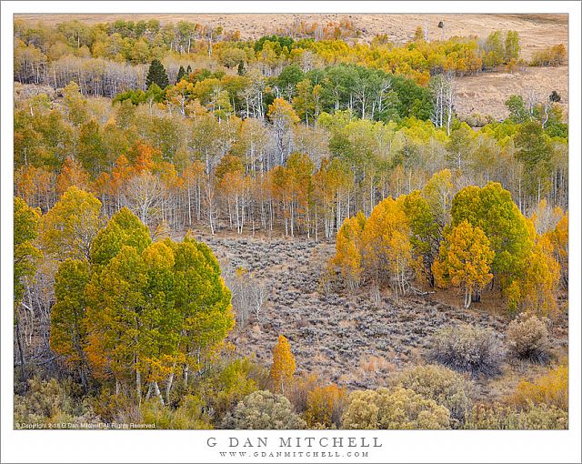 Multi-colored Aspen Trees