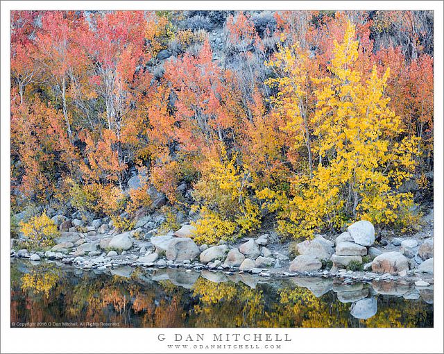 Shoreline Aspen Color