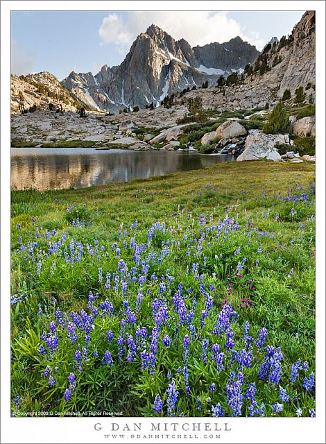 Lupine, Upper Sabrina Basin