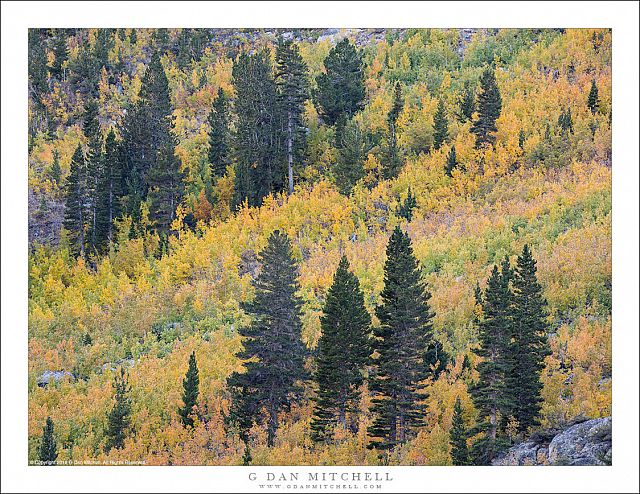 Conifers And Scrub Aspens