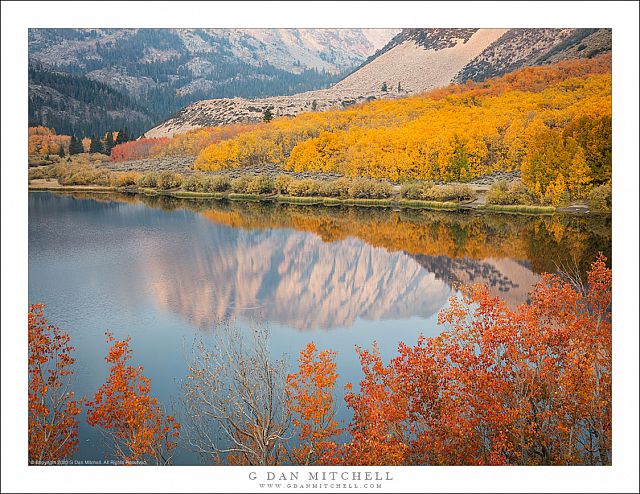 Shoreline Aspens, Autumn