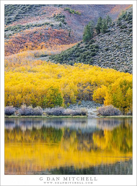 Autumn Aspens, Reflection