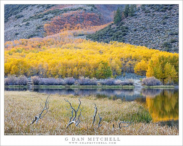 Shoreline, Fallen Tree, Autumn Aspens