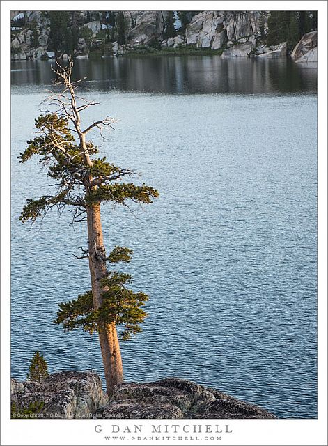 Shoreline Tree, Evening Light