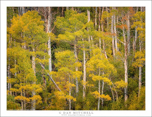 Tall Trees, Early Color