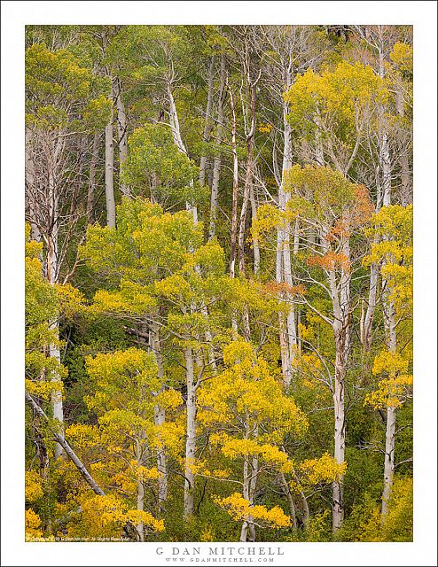 Tall Aspens, Autumn