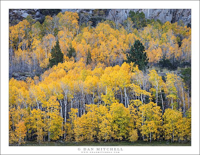 Terraced Aspen Grove