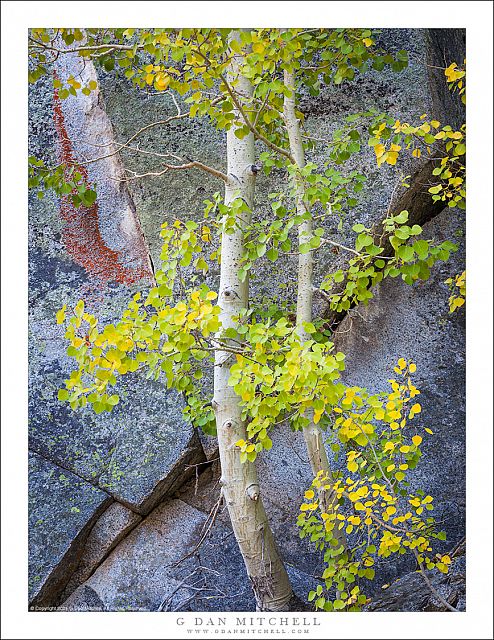 Two Aspen Trees and Cliff