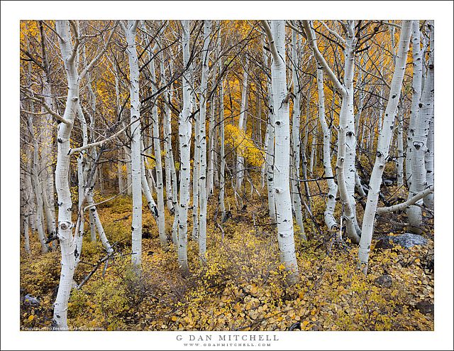 Aspen Trunks, Fallen Leaves