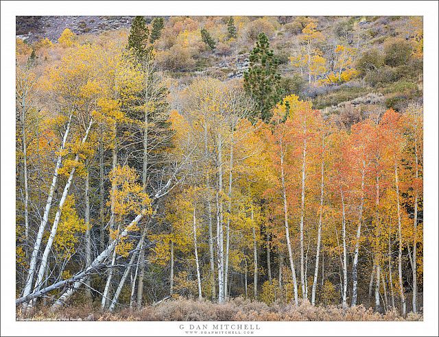 Yellow And Orange Grove