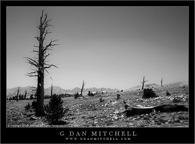 GhostForestTawnyPointBW20070809