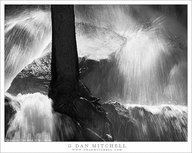 Impossible Tree Fall, Spring