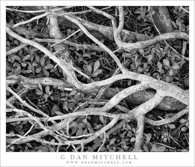 McCabeForestFloorBranchesBW20110918