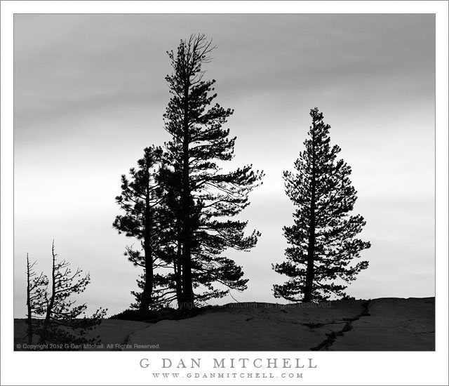 OlmstedTreeSkySilhouetteBW20110618