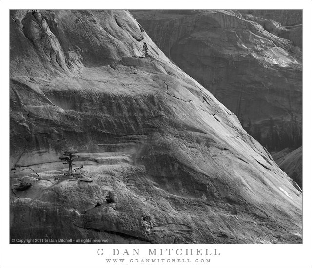 PywiackDomeTreeMorningBW20110727