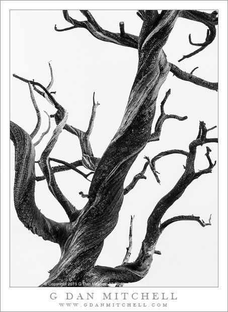 Snag, Sky