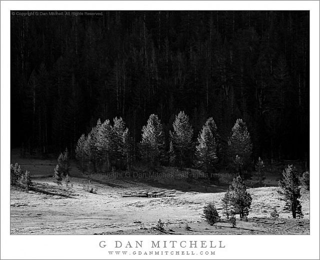 TiogaMeadowFirstLightTreesBW20100724