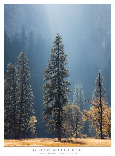 Autumn Light, Trees and Meadow