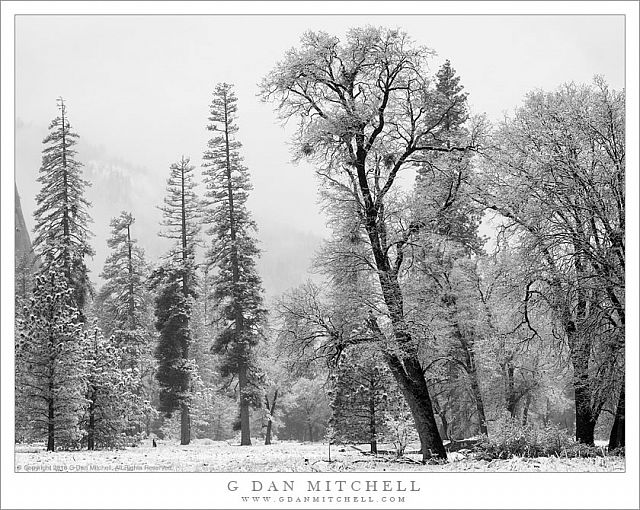 Trees and Falling Snow