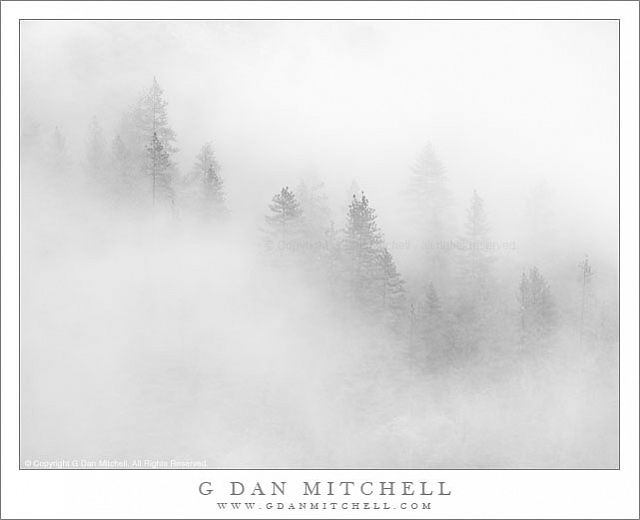 FogTreesYosemiteBW20101030
