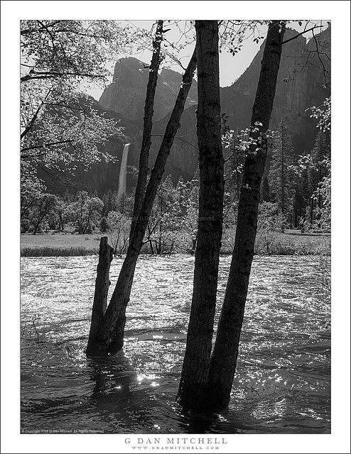 Trees, Merced River, Bridal Veil Fall