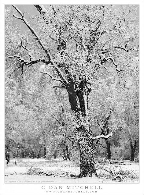 Oak in Winter