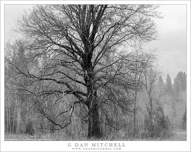 Old Tree, Snow Flurries