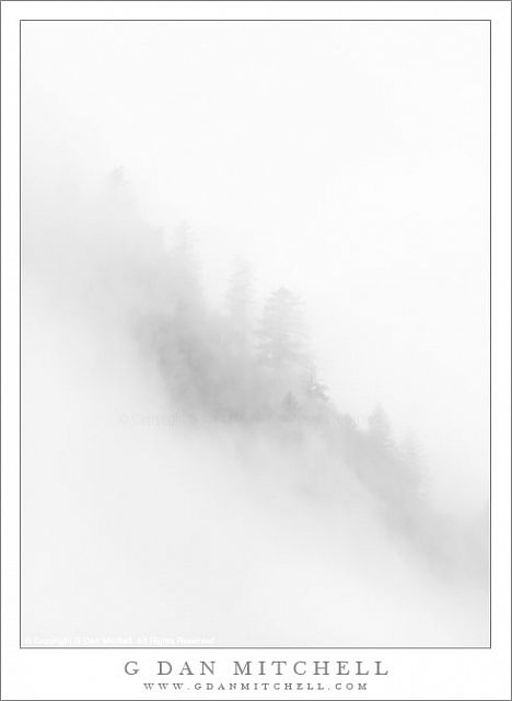 RidgeTreesMistBW20101030