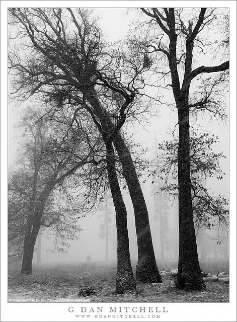 Curving Trees, Falling Snow