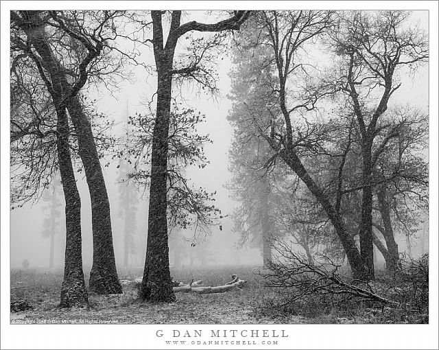 Trees, Meadow, Snow Storm