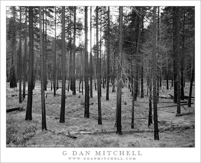 YoseValleyBurnedForestEveBW20101031