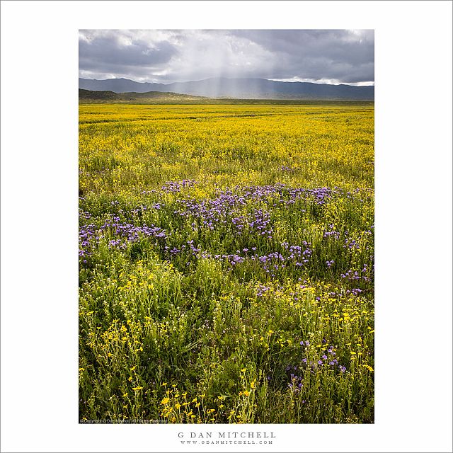 Spring Squall and Wildflowers