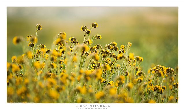 Spring Fiddleneck Flowers