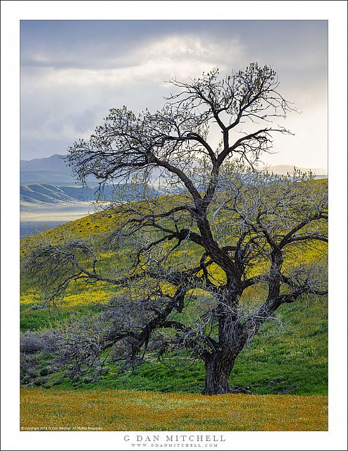 Oak Tree, Clearing Spring Storm