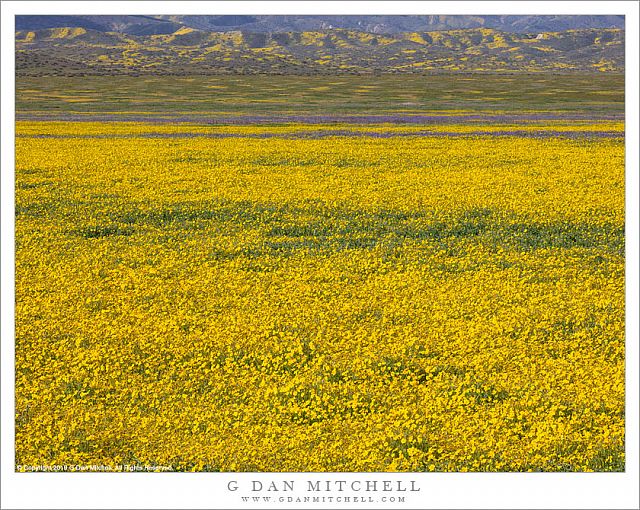 Wildflower Fields, Carrizo Plain