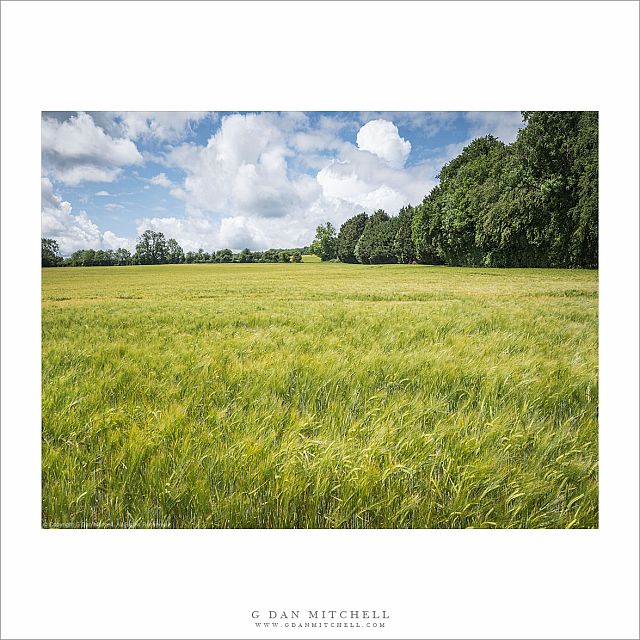 Wheat Field and Building Clouds