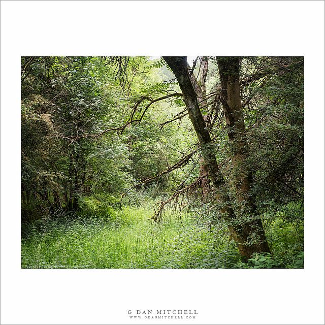 Cotswolds Forest Scene