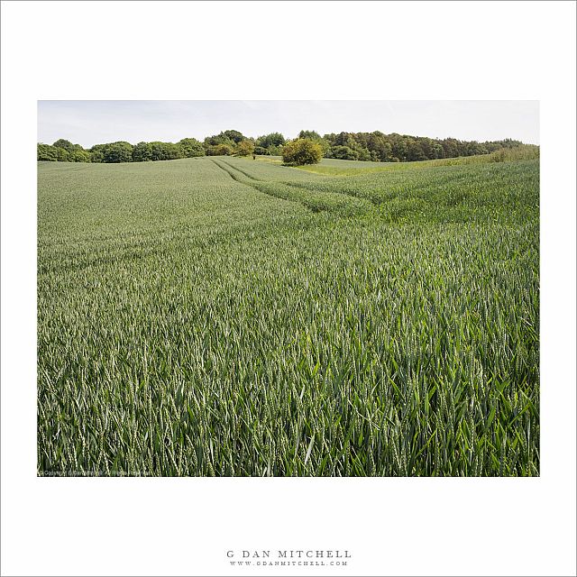 Wheat Field, The Cotswolds