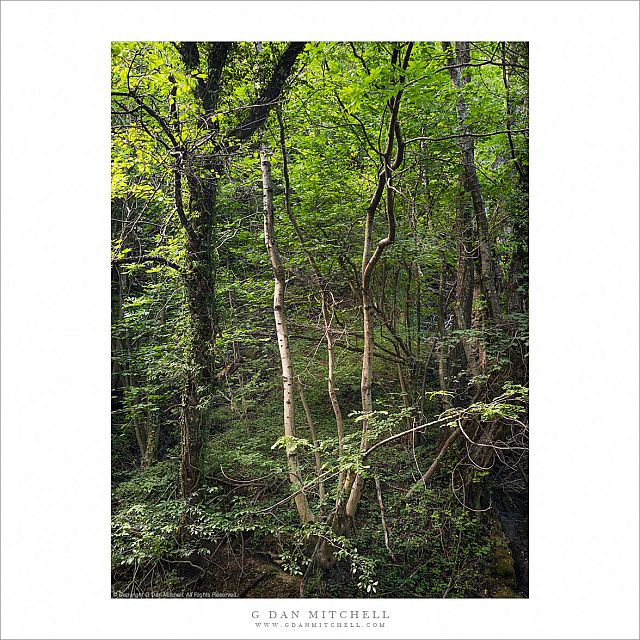 Kosovo Forest