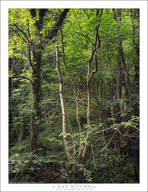 Kosovo Forest